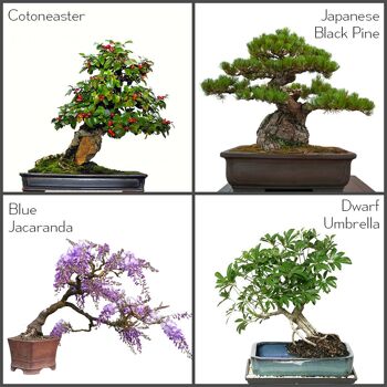 Starter Bonsai Tree Seeds Kit - Comprend 4 types 2