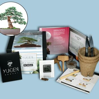 Kit de culture d'arbres bonsaï d'épinette bleue 1