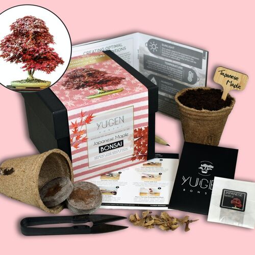 Japanese Maple Bonsai Tree Growing Kit