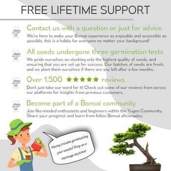Kit de culture d'arbre bonsaï orme chinois 7