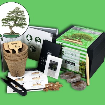 Kit de cultivo de árboles bonsái de olmo chino