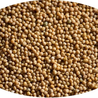 Mustard seeds, yellow - 1kg / mustard seeds yellow