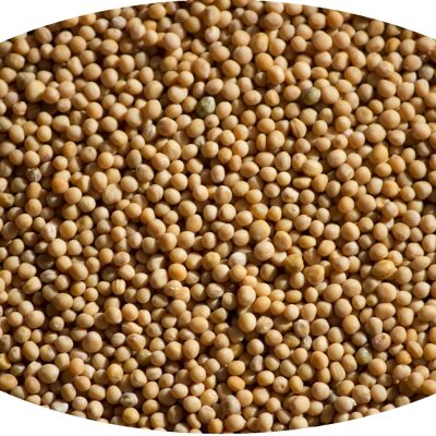 Semillas de mostaza, amarillas - 1kg / semillas de mostaza amarillas