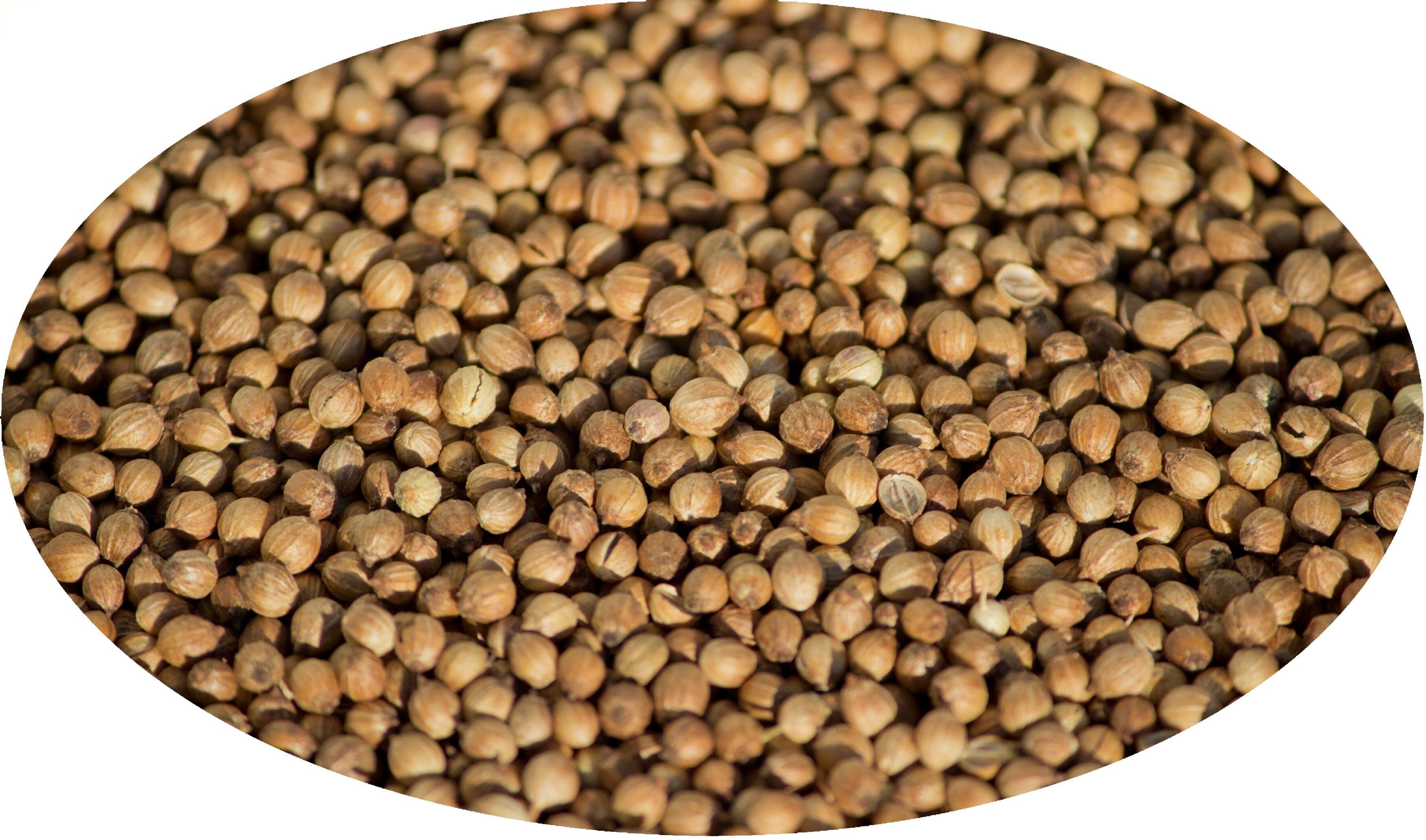 Koriander ganz -  1kg 2er Pack (2 x 1 kg)