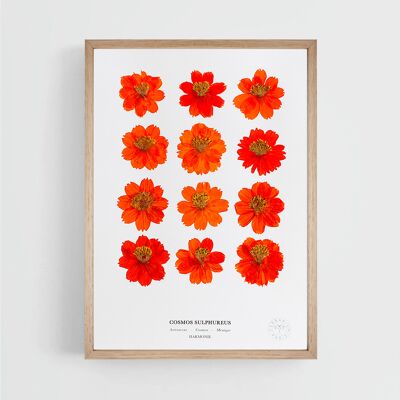 Cosmos Orange 21x30cm - cadre bois