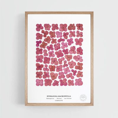 Hortensia rosa 21x30cm - marco de madera