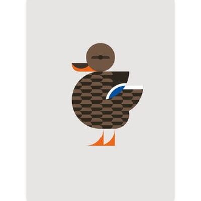 Canard colvert – Femelle