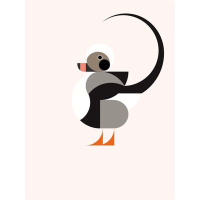 long tailed duck