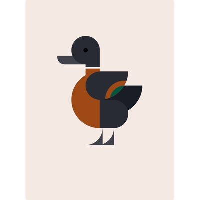 Australian Shelduck