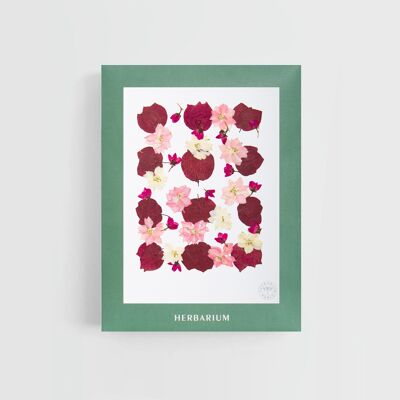 Herbarium Rosa - Umschlag