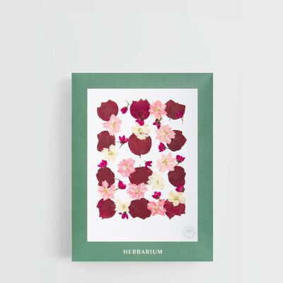 Herbier Rosa - pochette