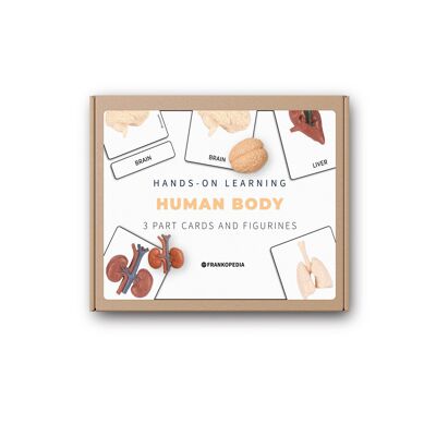 Anatomy model human body