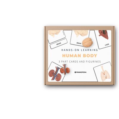 Anatomy model human body