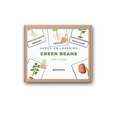Green bean life cycle