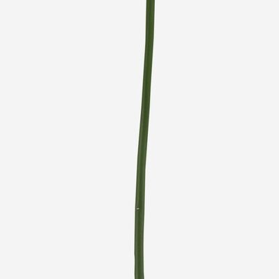 Flor Anthurium rojo