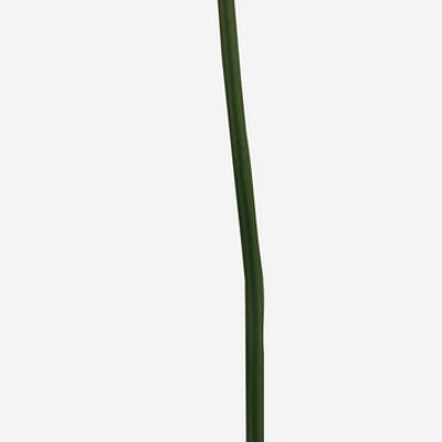 Flor Anthurium verde