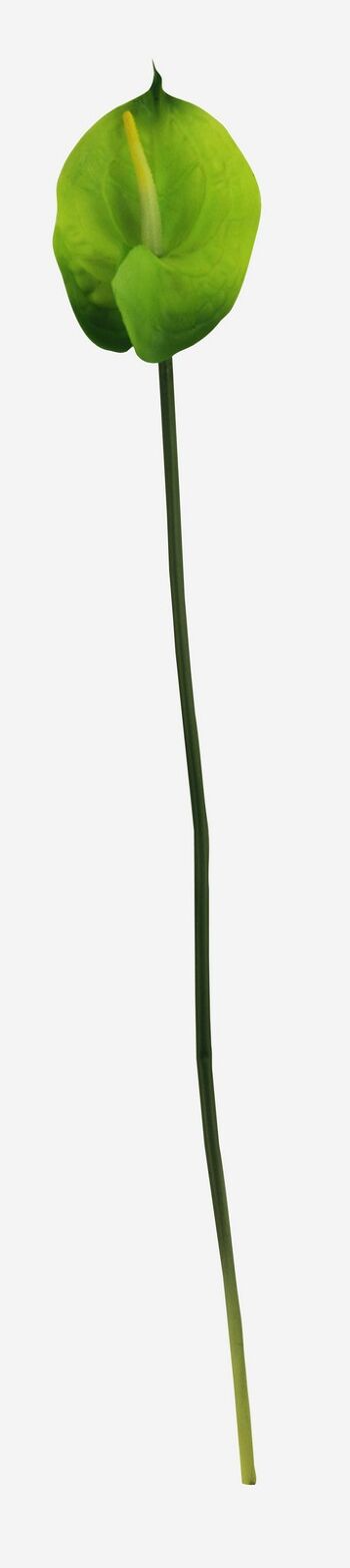 Fleur d'Anthurium vert