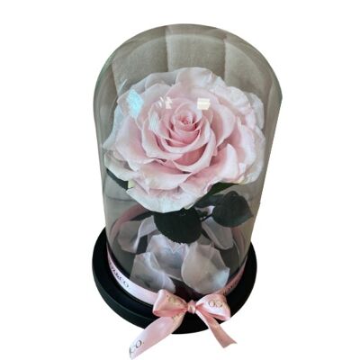 Pink Rose Preserved Dome