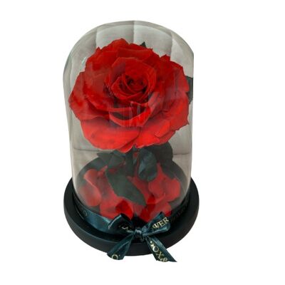Red Preserved Rose Dome
