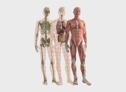 Pikkii | Human Anatomy Jigsaw Puzzle (Layered) Pre Order