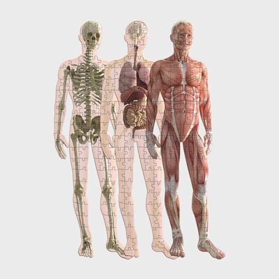 Pikkii | Human Anatomy Jigsaw Puzzle (Layered) Pre Order