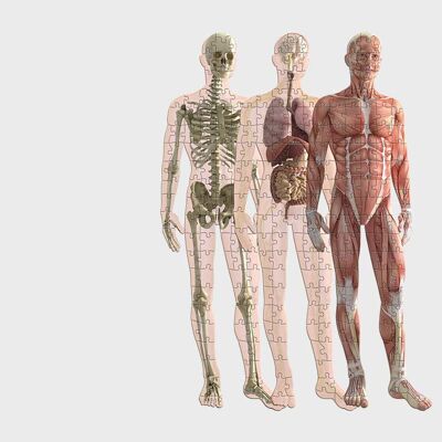 Pikkii | Rompecabezas de anatomía humana (en capas) Pedido anticipado