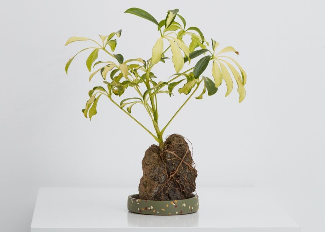 Capra Designs | Small Tray Terrazzo  - Small Tray Agave Terrazzo