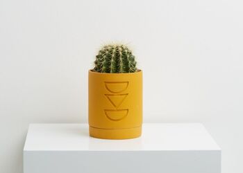 Capra Designs | Jardinière Etch - Jardinière Etch Agave 3