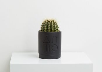 Capra Designs | Jardinière Etch - Jardinière Etch Agave 5