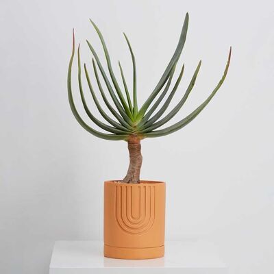 Capra Designs | Large Etch Planter  2