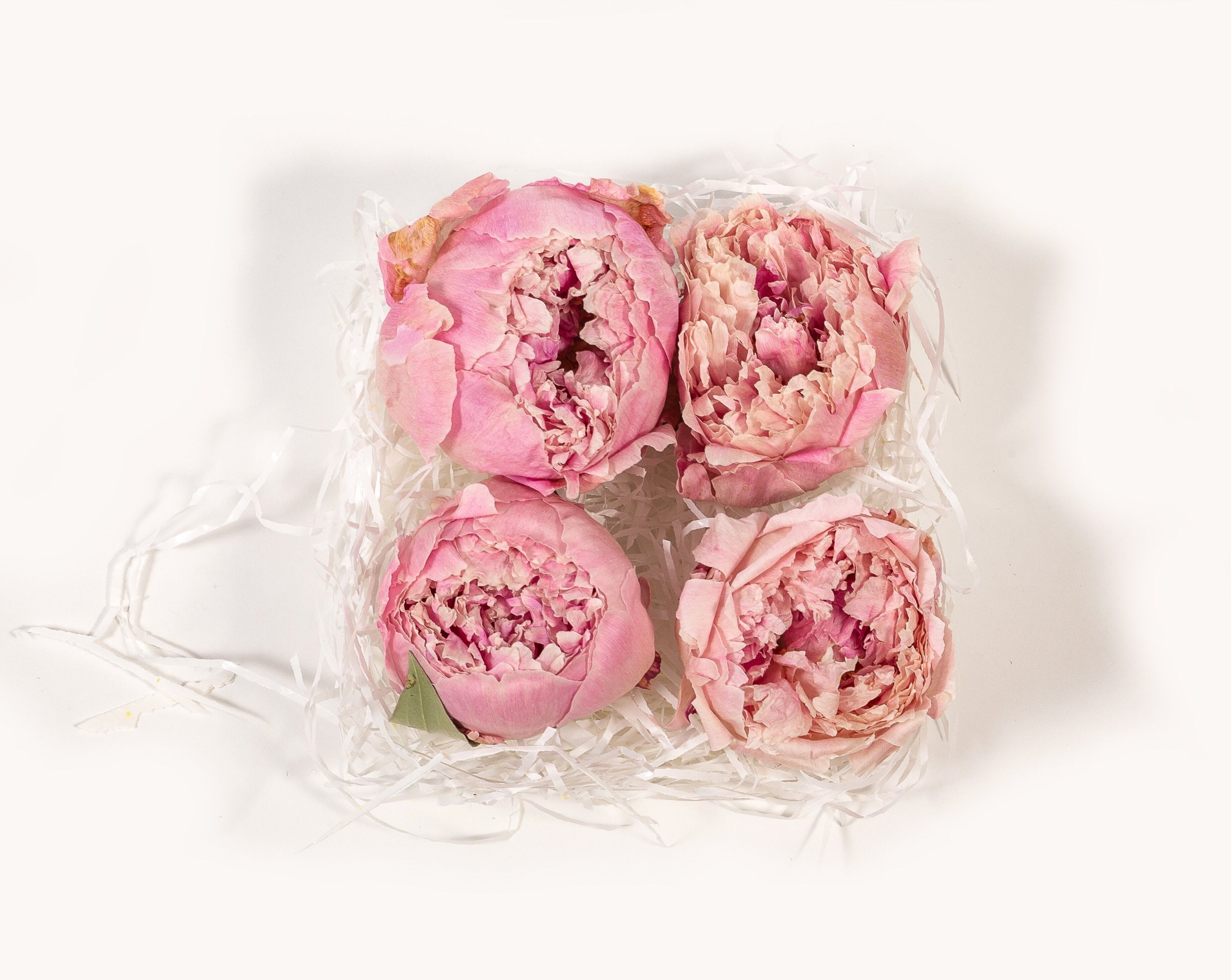 FIORE DI PEONIA STABILIZZATO