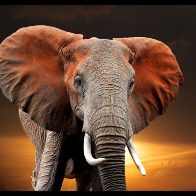 "Elephant" Fußmatte - 55x40 cm