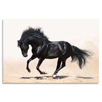 "Black Stallion" Acrylglasbild - 120x80cm