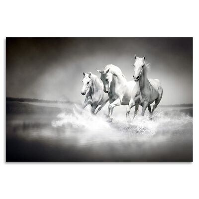 "White Beautys" Acrylglasbild - 180x120cm