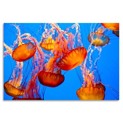"Jelly Fish" Acrylglasbild - 90x60cm