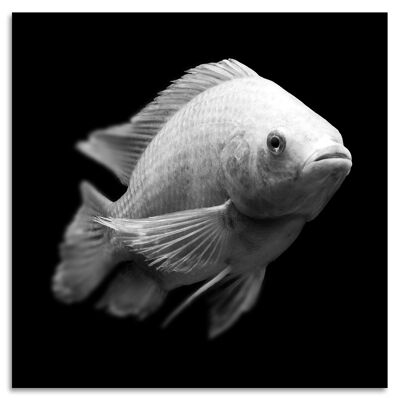 "Fishy II" Acrylglasbild - 50x50cm