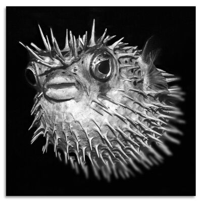 "Blowfish" Acrylglasbild - 100x100cm