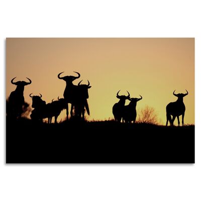 "Buffalo Dance" Acrylglasbild - 120x80cm