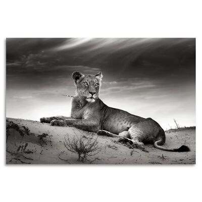 "Panthera Tigris" Acrylglasbild - 90x60cm