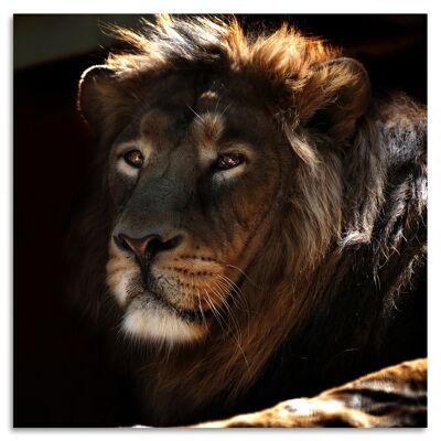 "Lions Sleeps Tonight II" Acrylglasbild - 50x50cm