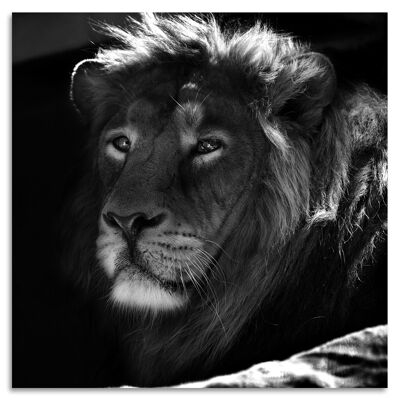 "Lions Sleeps Tonight I" Acrylglasbild - 100x100cm