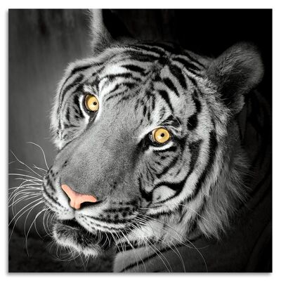 "Tigers Eyes" Acrylglasbild - 100x100cm