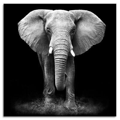 "Elephant Frontal" Acrylglasbild - 50x50cm