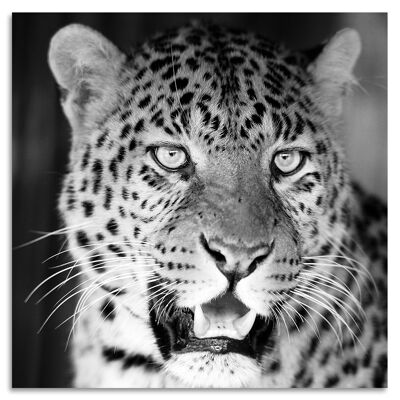 "Leopard's Gaze" Acrylglasbild - 50x50cm