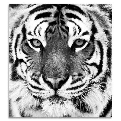 "Eye Of The Tiger" Acrylglasbild - 100x100cm