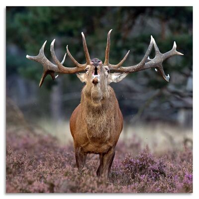 "Roaring Deer" Acrylglasbild - 100x100cm
