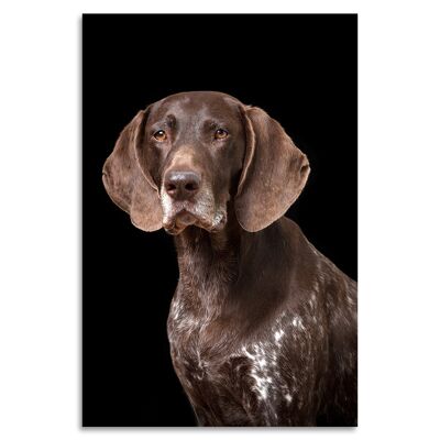 "Hound Dog" Acrylglasbild - 80x120cm