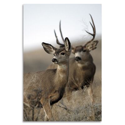 "Oh My Deer" Acrylglasbild - 80x120cm