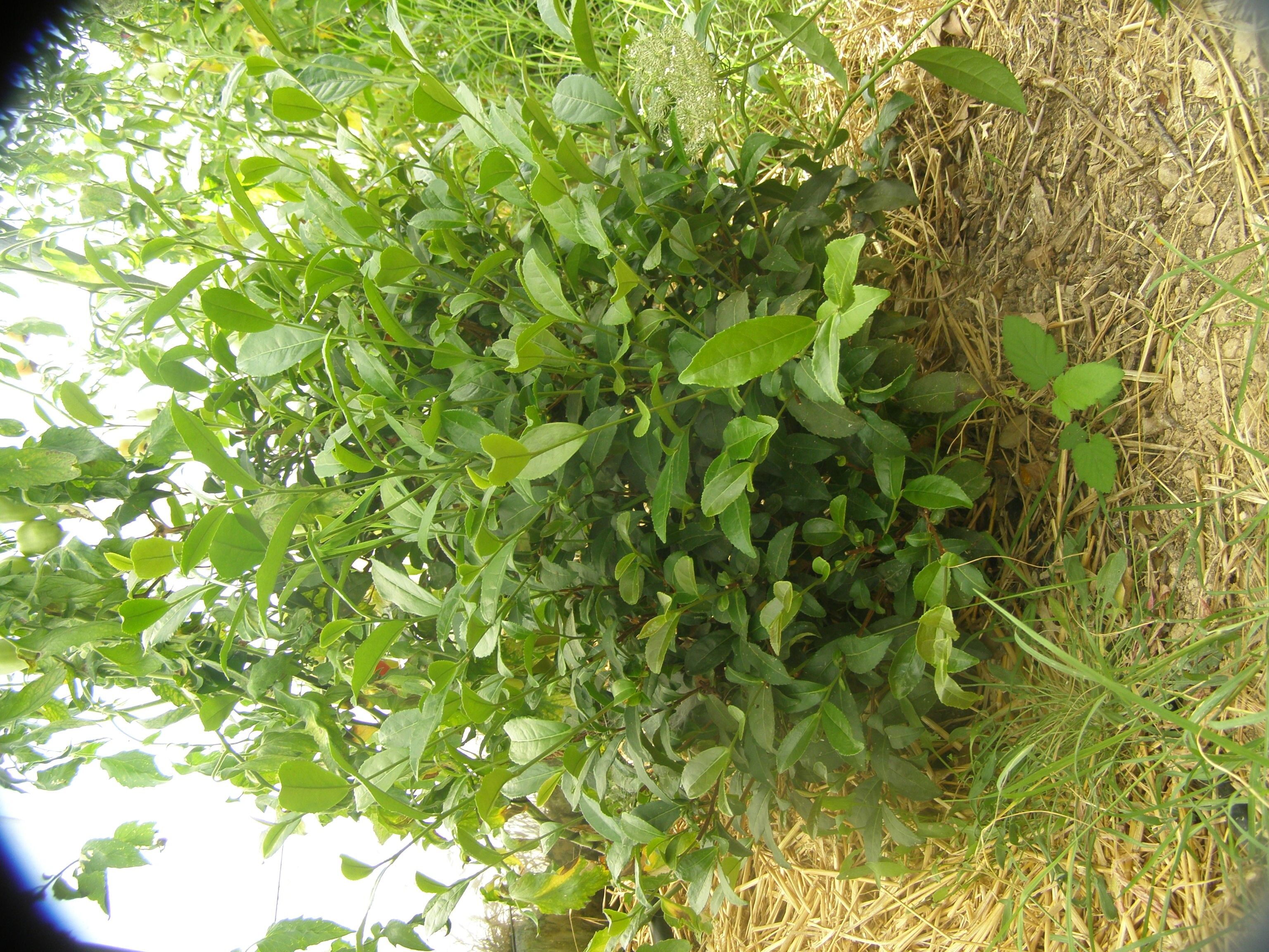 Tè bianco Can Cayrou - bustina da 20 gr