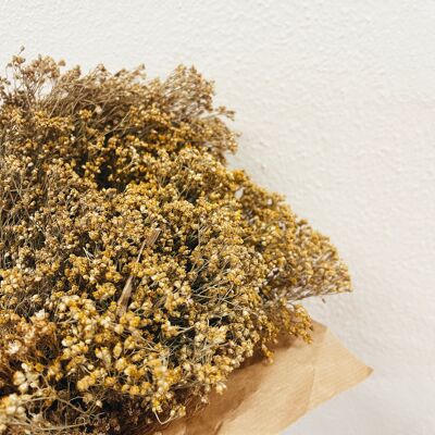 Broom Bloom Natural Dried Flower